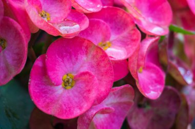 Dikenli taç Renkli çiçek bitkisi