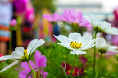 Renkli kozmos yeşil bahçe çiçeği arka planında çiçek açıyor