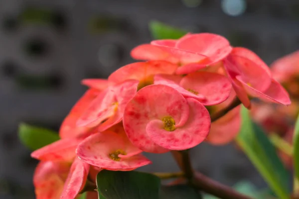 Κορώνα Από Αγκάθια Πολύχρωμο Λουλούδι Φυτό Κοντά — Φωτογραφία Αρχείου