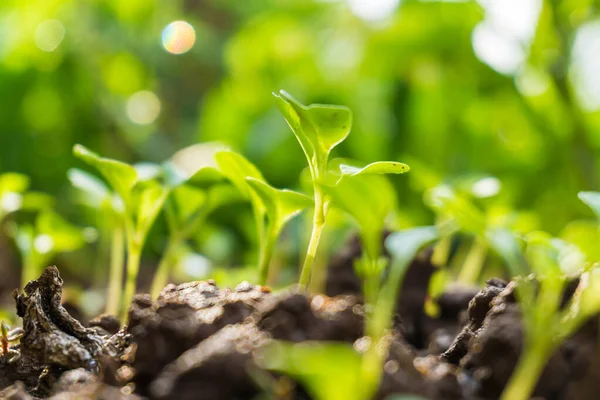 Pequeña Planta Verde Joven Creciendo Por Mañana Concepto Esperanza —  Fotos de Stock