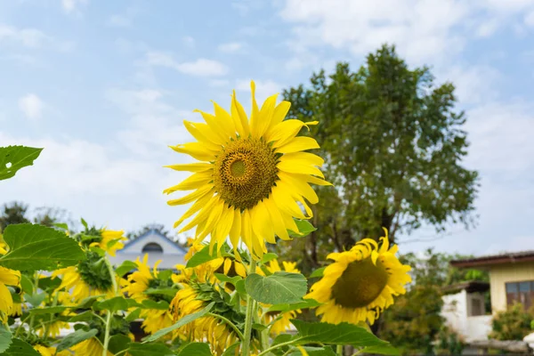 Spring Sunflower Blooming Garden Nature Background — Stock Photo, Image