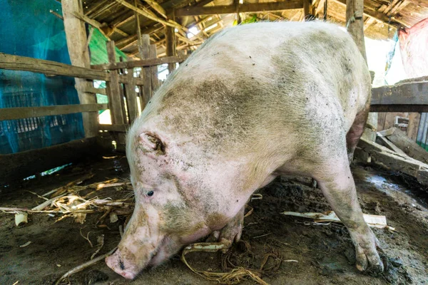 Prase Prase Tradiční Organické Zemědělské Půdy Podlahy Živočišný Průmysl — Stock fotografie