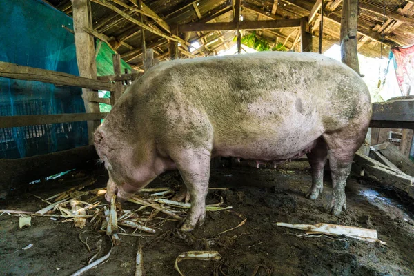 Suíno Porco Tradicional Agricultura Orgânica Solo Chão Indústria Animal — Fotografia de Stock