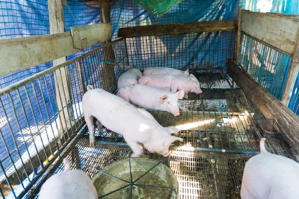 Suíno Porco Tradicional Agricultura Orgânica Solo Chão Indústria Animal — Fotografia de Stock