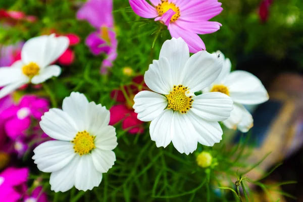 Bunte Kosmos Blüht Grünen Garten Blume Hintergrund — Stockfoto