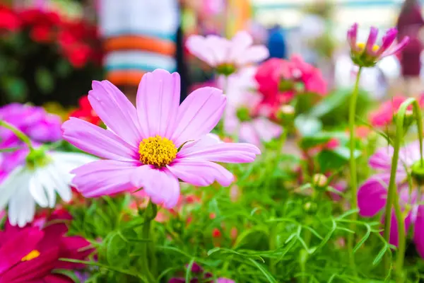 Colorful Cosmos Blooming Green Garden Flower Background — Stock Photo, Image