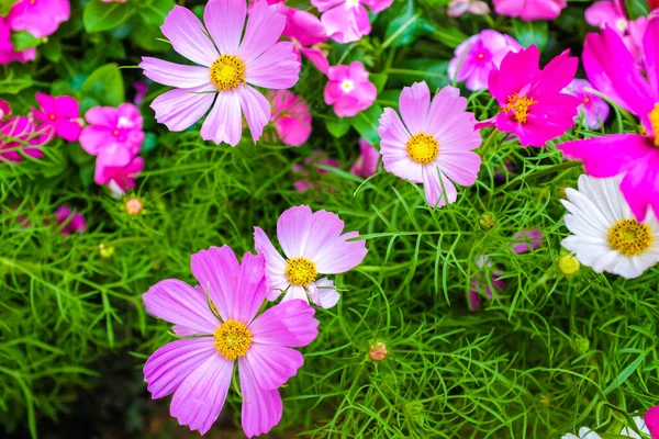 Cosmo Colorato Fioritura Verde Giardino Fiore Sfondo — Foto Stock