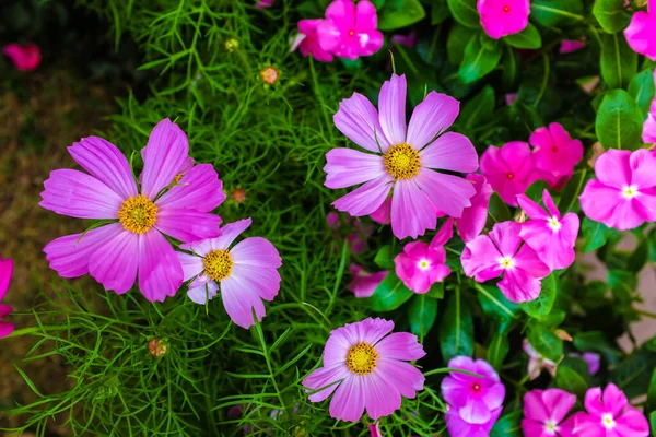 Cosmo Colorato Fioritura Verde Giardino Fiore Sfondo — Foto Stock