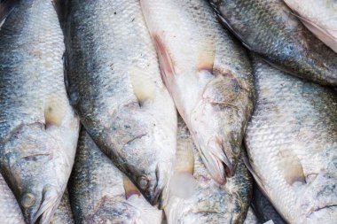 Taze deniz ürünü çiğ balık. Diskteki doğal protein yiyeceği.