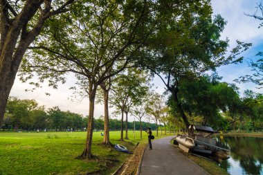 Ağaç ve çayır günbatımı arkaplanlı yeşil halk parkı