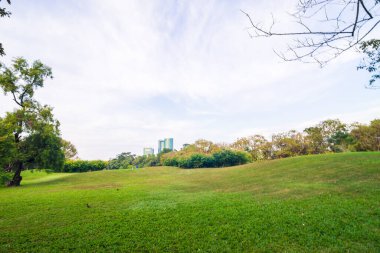 Ağaç ve çayır günbatımı arkaplanlı yeşil halk parkı