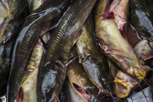 市場で販売されている魚介類のライブナマズのグループ — ストック写真