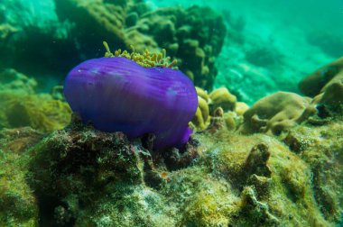 Renkli sualtı mercan resifi tropikal Andaman denizi Tayland