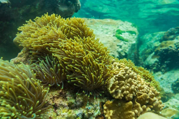 Barriera Corallina Subacquea Variopinta Tropicale Mare Delle Andamane Thailandia — Foto Stock