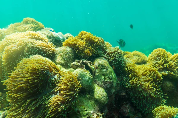 Barriera Corallina Subacquea Variopinta Tropicale Mare Delle Andamane Thailandia — Foto Stock