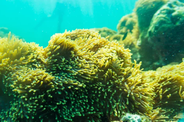 Kolorowe Podwodne Rafy Koralowe Tropikalne Andaman Morze Tajlandia — Zdjęcie stockowe