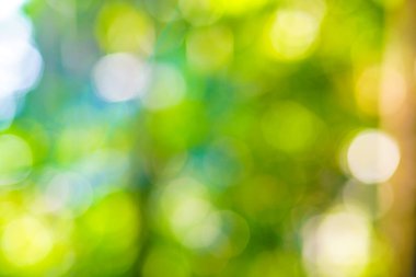 Soyut yeşil ağaç yaprağı bokeh doğasını bulanıklaştırdı.