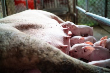 Domuz çiftliği hayvancılık endüstrisinde yeni doğmuş bir domuz yavrusu grubu.