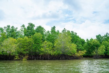 Mangrove green tropical tree forest on island against blue sky with cloud nature environments background