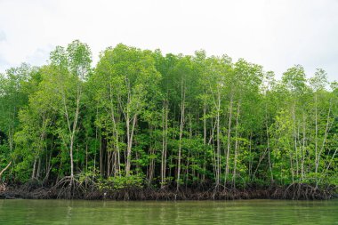 Mangrove green tropical tree forest on island against blue sky with cloud nature environments background