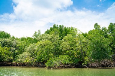 Mangrove green tropical tree forest on island against blue sky with cloud nature environments background