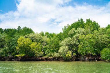 Mangrove green tropical tree forest on island against blue sky with cloud nature environments background