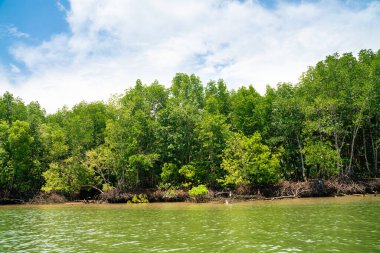 Mangrove green tropical tree forest on island against blue sky with cloud nature environments background