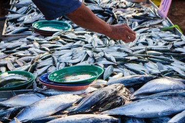 Ton balığı sürüsü taze deniz ürünleri endüstrisinde satılıyor.