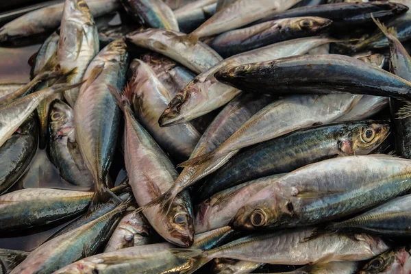 Bundle of tuna sea fish sell in fresh market seafood industry