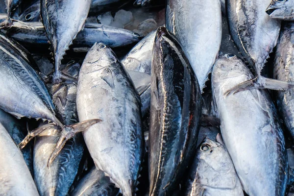 Bundle of tuna sea fish sell in fresh market seafood industry