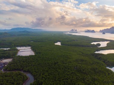 Hava manzaralı mangrov ağacı orman denizi güneş doğar doğa manzarası