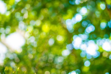 Natural green leaves white background with abstract blurred foliage and bright summer sunlight copyspace for your text or advertisment