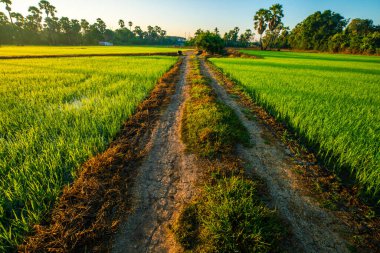Paddy green rice field morning sunrise nature landscape agricultural industry
