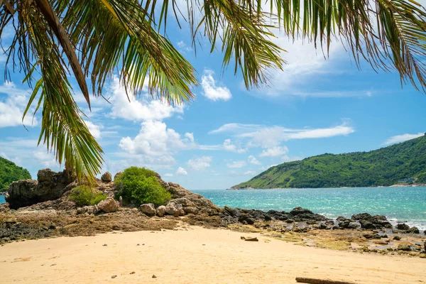 Palm Coconut Tree Sea Beach White Sand Blue Sky Summer — Foto de Stock