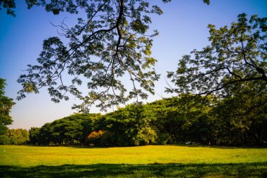 Tree forest with green meadow grass in outdoor park city park