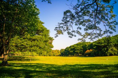 Tree forest with green meadow grass in outdoor park city park