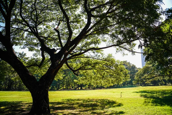 Деревянный Лес Зеленой Луговой Травой Городском Парке — стоковое фото