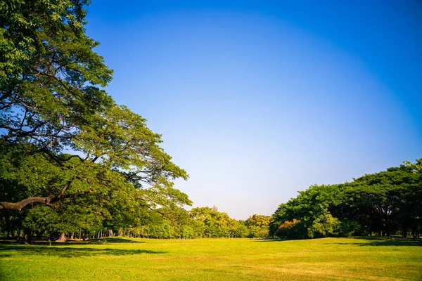 Tree Forest Green Meadow Grass Outdoor Park City Park — Fotografia de Stock