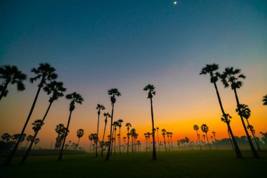 Silhouette sunrise on rice plantation field with sugar palm agricultural industry