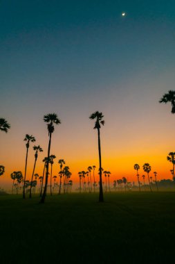 Silhouette sunrise colorful sky with cloud in rice plantation and sugar palm field
