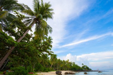 Beautiful sea wave beach with coconut palm tree sunny day summer vacation concept