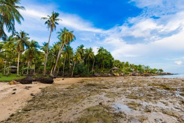 Beautiful sea wave beach with coconut palm tree sunny day summer vacation concept