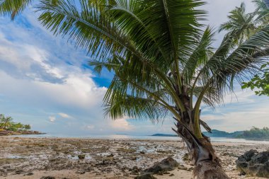 Beautiful sea wave beach with coconut palm tree sunny day summer vacation concept