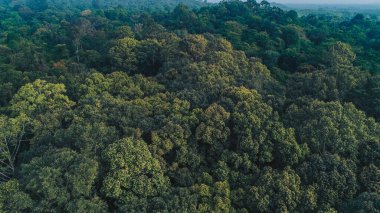 Tropik yeşil ağaç ormanı, sabah sisli dağ manzaralı.