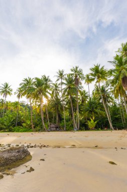 Ada sahili hindistan cevizi palmiyesi, yaz tatilinin bulutlu manzaralı mavi gökyüzüne karşı.