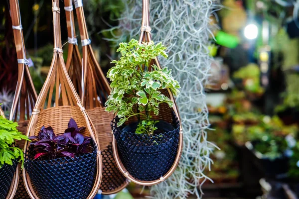 Maceta Cestería Hecha Mano Con Trabajo Artesanal Planta Pequeña —  Fotos de Stock