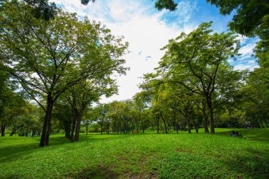 Şehir parkında ağaç ormanı olan yeşil çimenler doğa manzarası