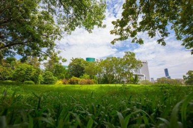 Şehir parkında ağaç ormanı olan yeşil çimenler doğa manzarası