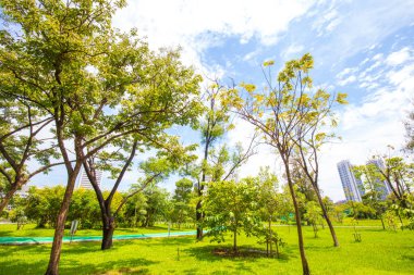 Şehir parkında ağaç ormanı olan yeşil çimenler doğa manzarası