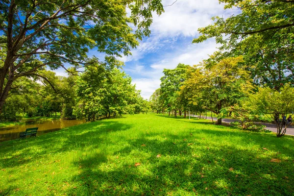 Green grass with tree forest in city park nature landscape